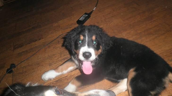 Berner sennenhund Gucci.....Solgt. billede 9