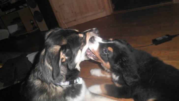 Berner sennenhund Gucci.....Solgt. billede 10