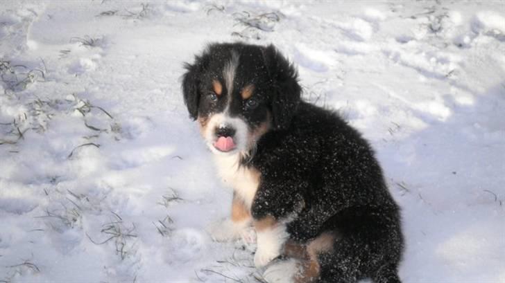 Berner sennenhund Gucci.....Solgt. billede 11