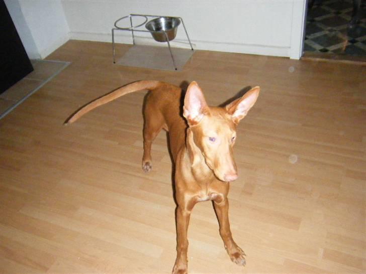 Pharaohound Vaskurs Kixia Qiwidotter billede 4