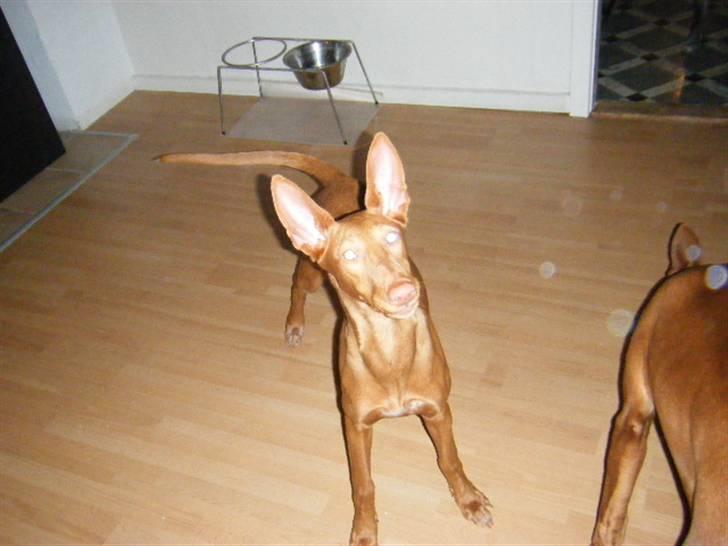 Pharaohound Vaskurs Kixia Qiwidotter billede 5