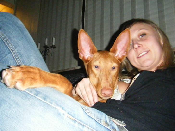 Pharaohound Vaskurs Kixia Qiwidotter billede 7