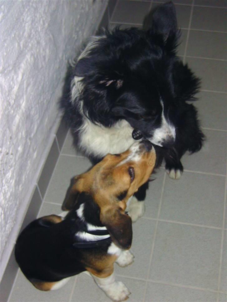 Beagle Bailey (Himmelhund) - Baileys bedste ven i hele verdenen! <3 Champer! billede 19