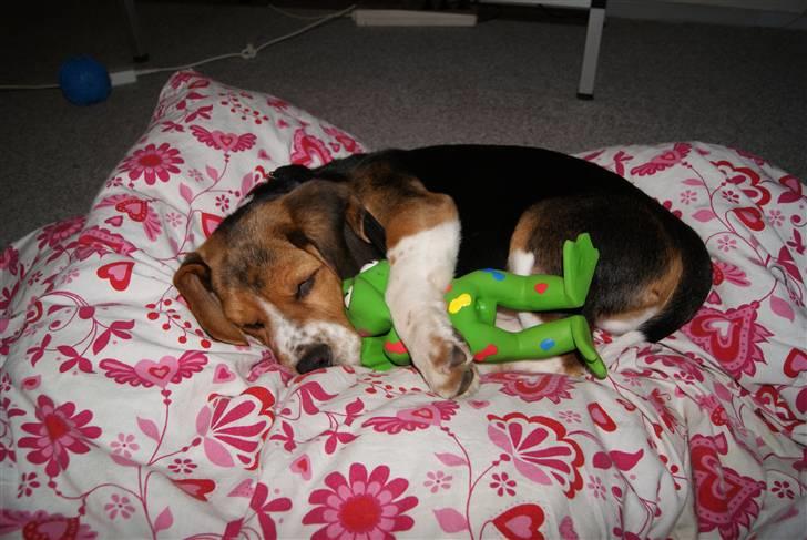 Beagle Bailey (Himmelhund) - Baileys bedste Pivdyr, Frømann ;) billede 20