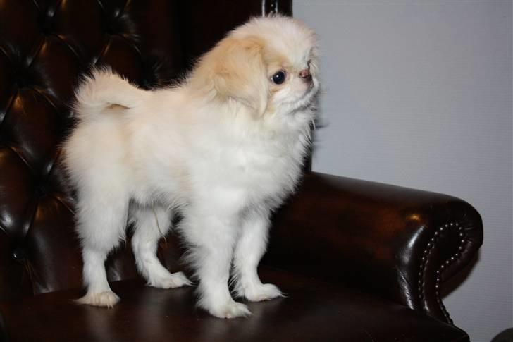 Japanese lille måsen mala billede 16