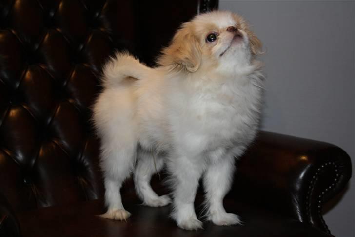 Japanese lille måsen mala billede 17