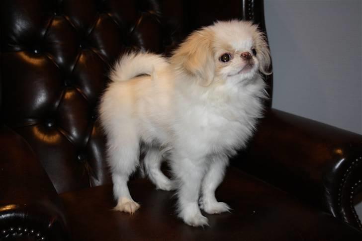 Japanese lille måsen mala billede 18