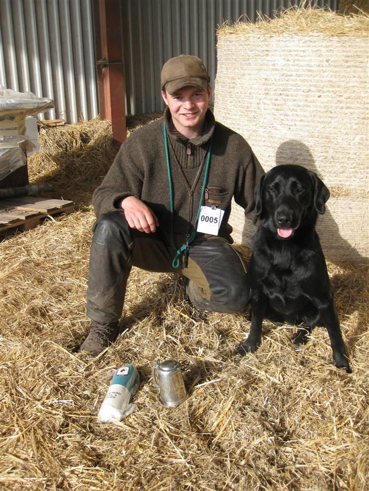 Labrador retriever Balder SOLGT - Dagens hund i åben 15 måneder billede 1