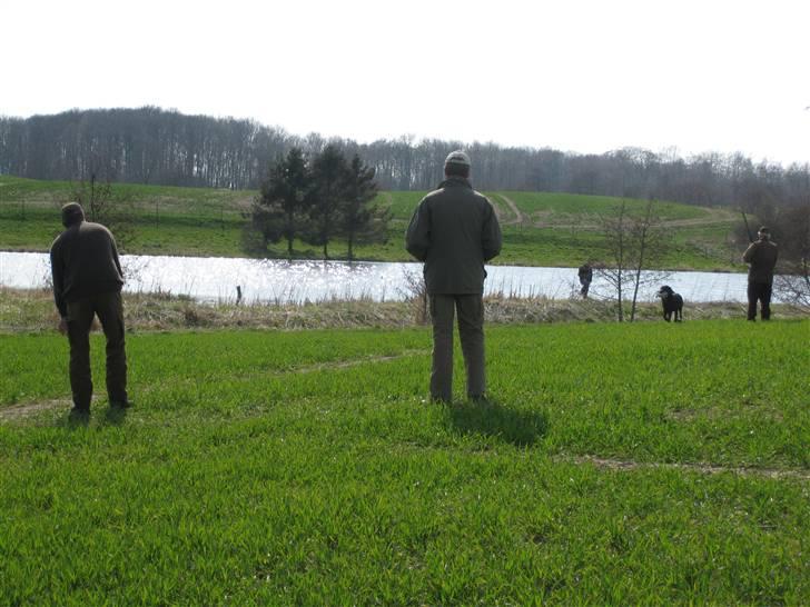 Labrador retriever Balder SOLGT billede 2