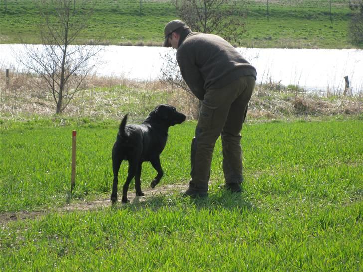 Labrador retriever Balder SOLGT billede 3