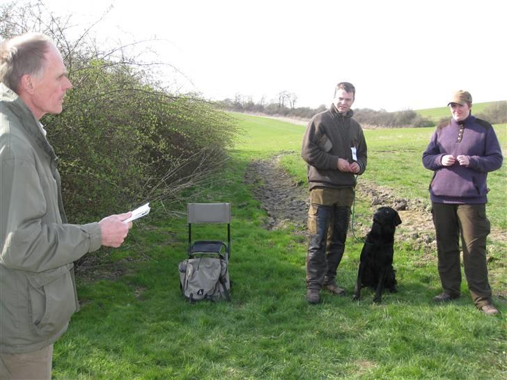 Labrador retriever Balder SOLGT billede 4