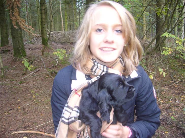Cocker spaniel Luca - Mig i skoven med min mor! På det billede er jeg ikke flyttet hjem til min mor endnu :) billede 3