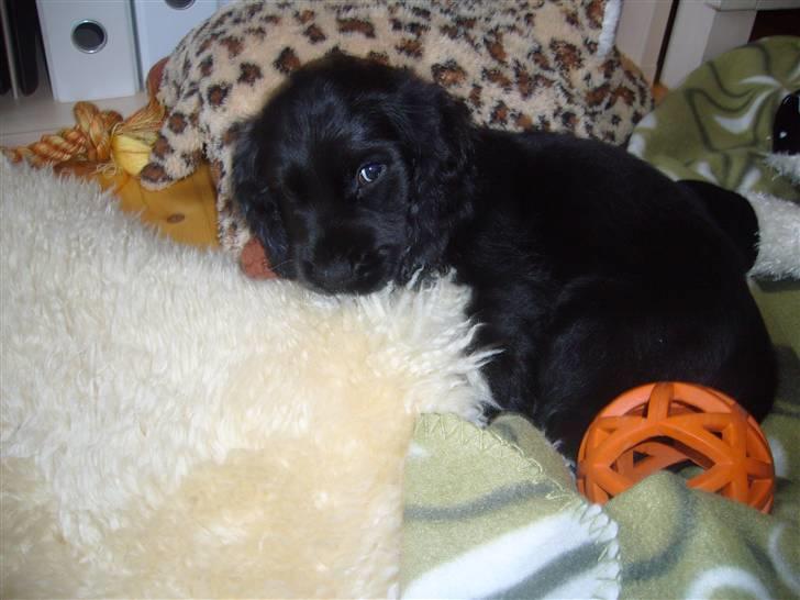 Cocker spaniel Luca billede 4