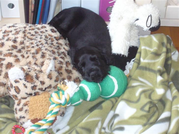 Cocker spaniel Luca - Mit nye hjem, ved Helena (: dejligt at ligge og få en lur!  billede 5