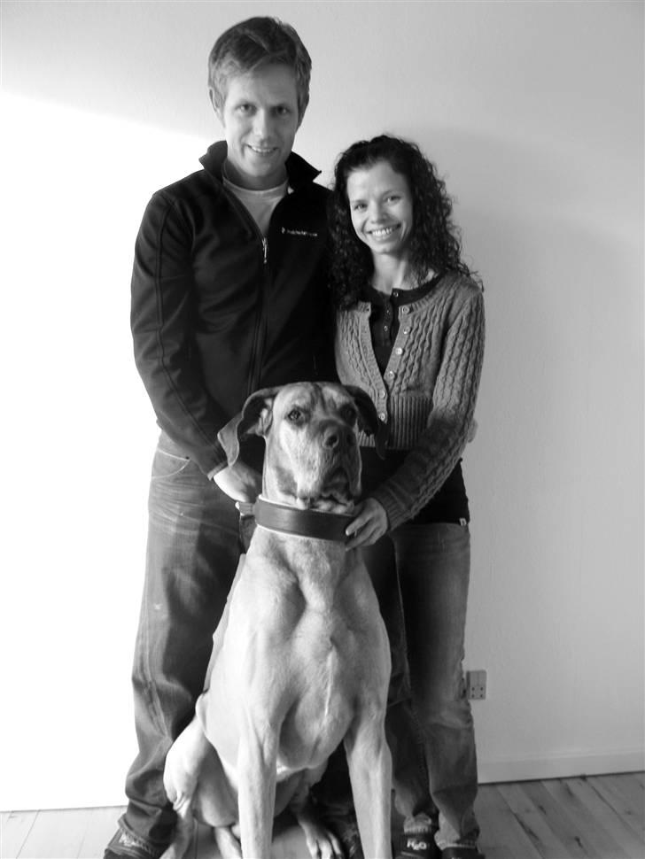 Grand danois Hugo billede 14