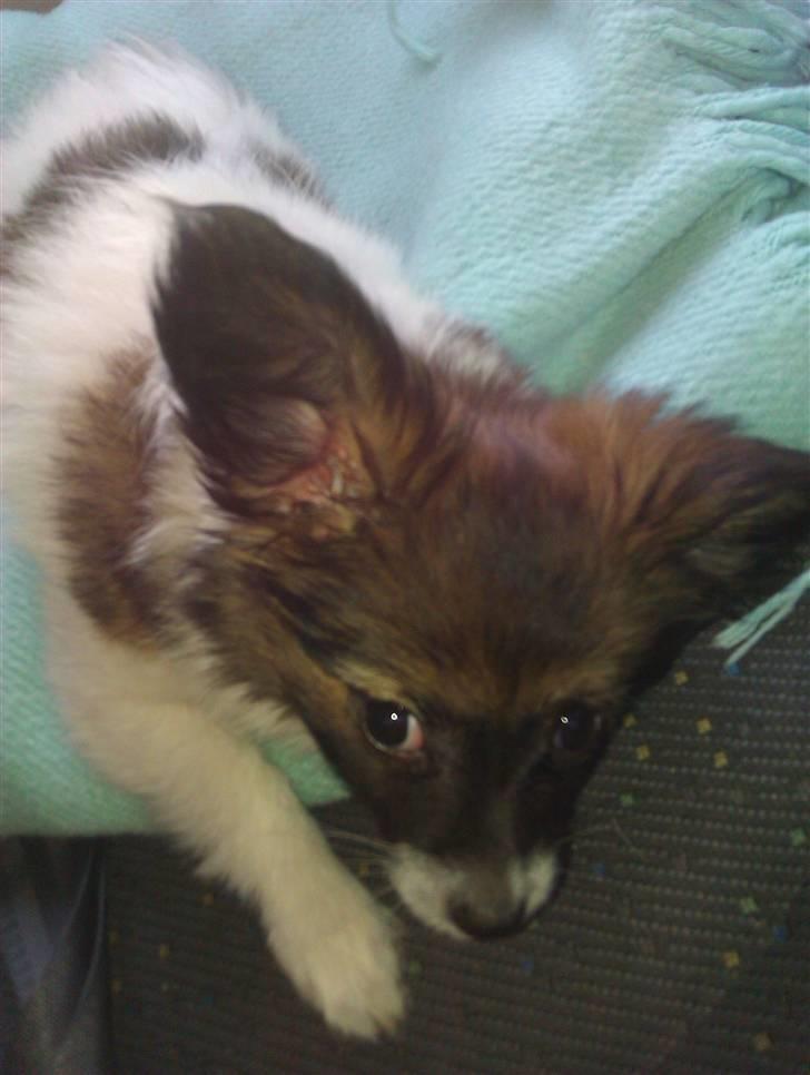 Papillon Disá Demantur - Her er vi på vej ned for at se et ride stævne Disá syntes godt nok det var koldt pu ha<3 så vi lagde hende ind i bilen billede 6