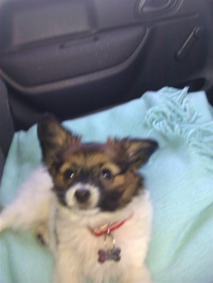 Papillon Disá Demantur - haha leg med mig mor!!! <333 billede 5