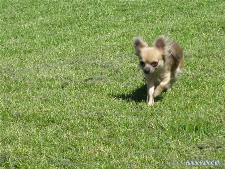 Chihuahua Tilde's Lilli billede 1