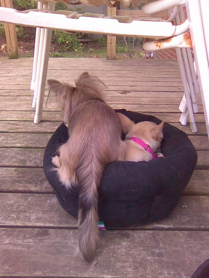 Chihuahua Tilde's Lilli billede 2