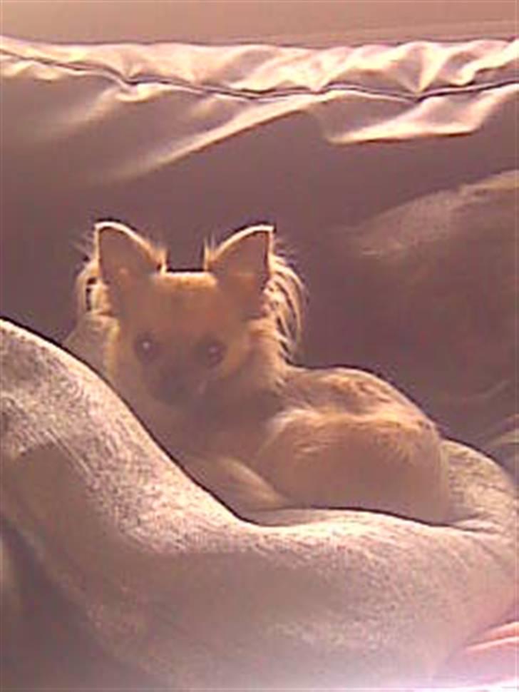 Chihuahua Tilde's Lilli billede 3