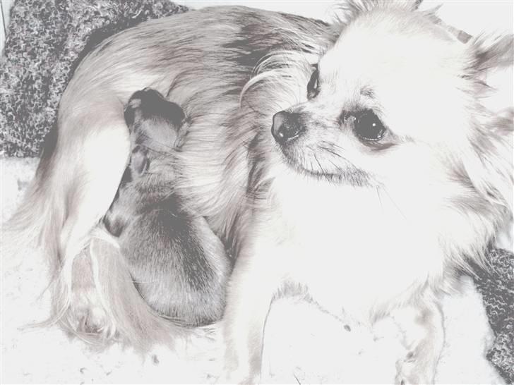 Chihuahua Tilde's Lilli billede 4