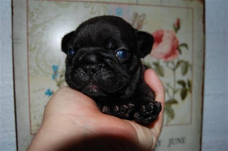 Fransk bulldog LouLou - LouLou meget meget lille :D billede 9