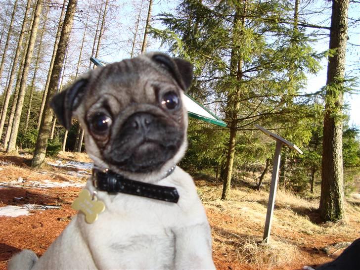 Mops Thilde billede 1