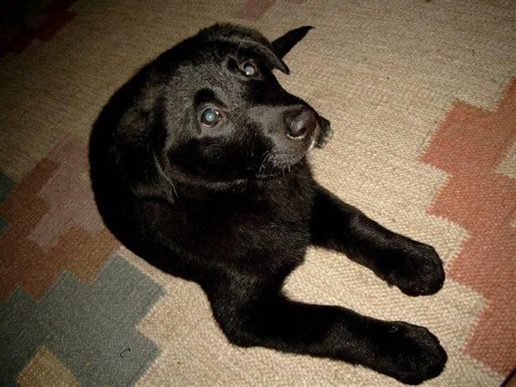 Labrador retriever Tøsen - Lillepigen :) billede 1