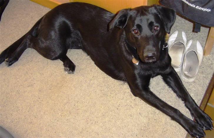 Labrador retriever Tøsen billede 2