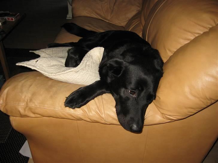 Labrador retriever Tøsen billede 3