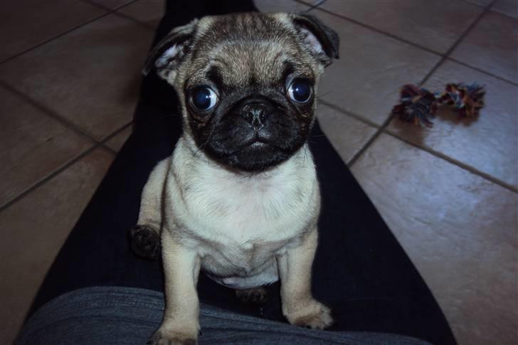 Mops Thilde billede 2