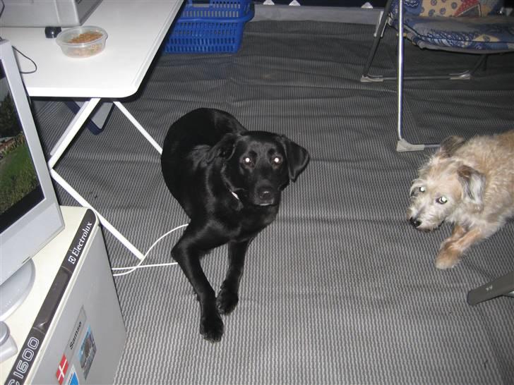 Labrador retriever Tøsen billede 4