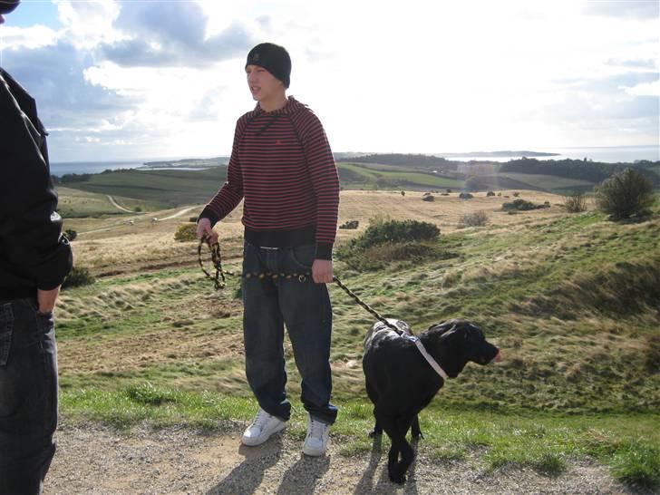 Labrador retriever Tøsen billede 5