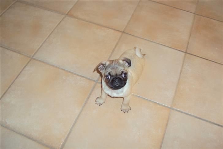 Mops Thilde billede 3