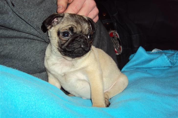 Mops Thilde billede 4