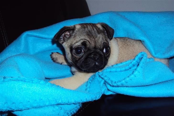 Mops Thilde billede 5