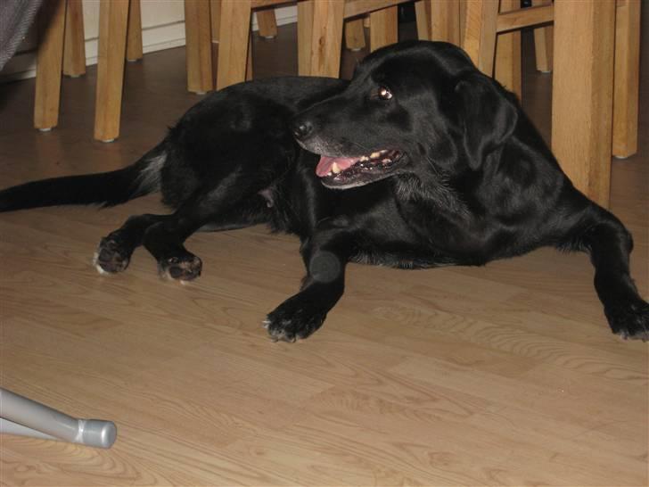 Labrador retriever Tøsen billede 6