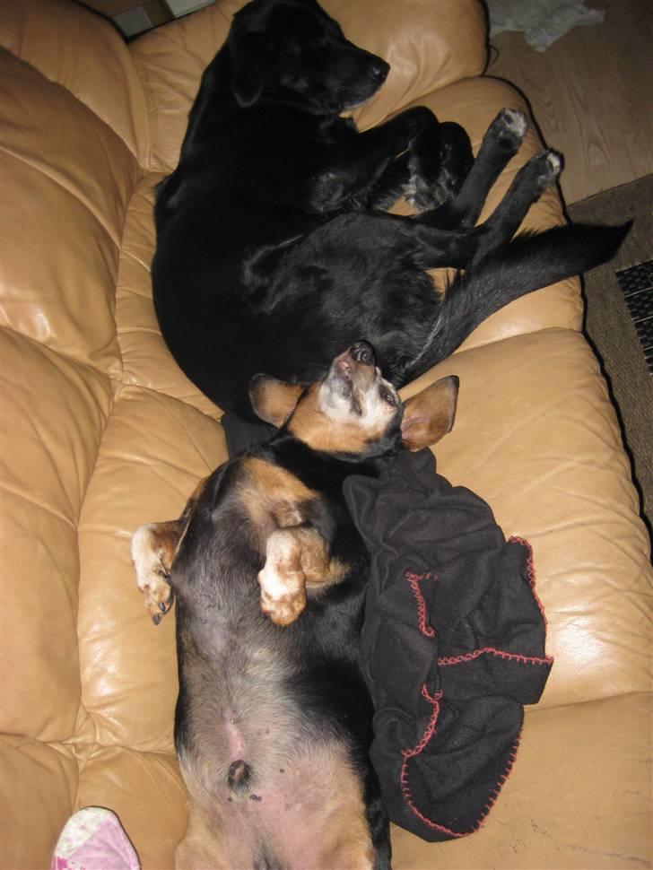Labrador retriever Tøsen - Hygger i sofaen med den "gamle" :) billede 7