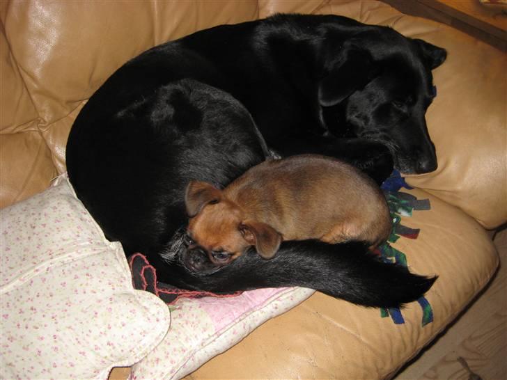 Labrador retriever Tøsen - Tager lige en lur med sin nye lillebror :) billede 8