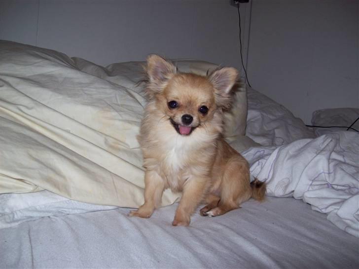 Chihuahua Eva (SOLGT) billede 10