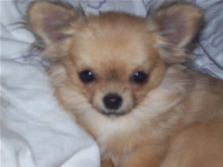 Chihuahua Eva (SOLGT) billede 11