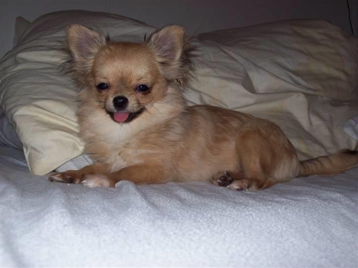 Chihuahua Eva (SOLGT) billede 12