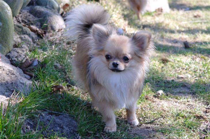 Chihuahua Eva (SOLGT) billede 13