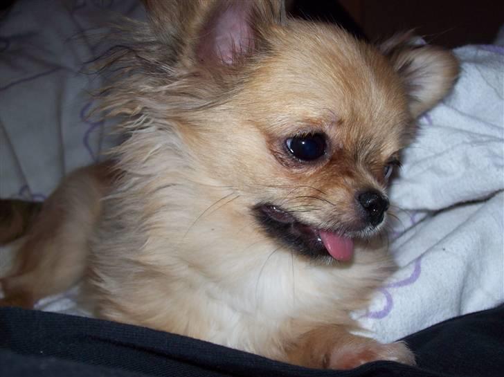 Chihuahua Eva (SOLGT) billede 14