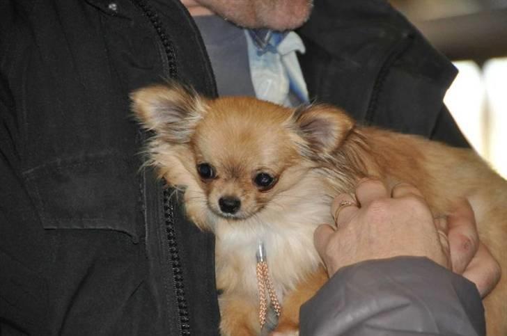 Chihuahua Eva (SOLGT) billede 15