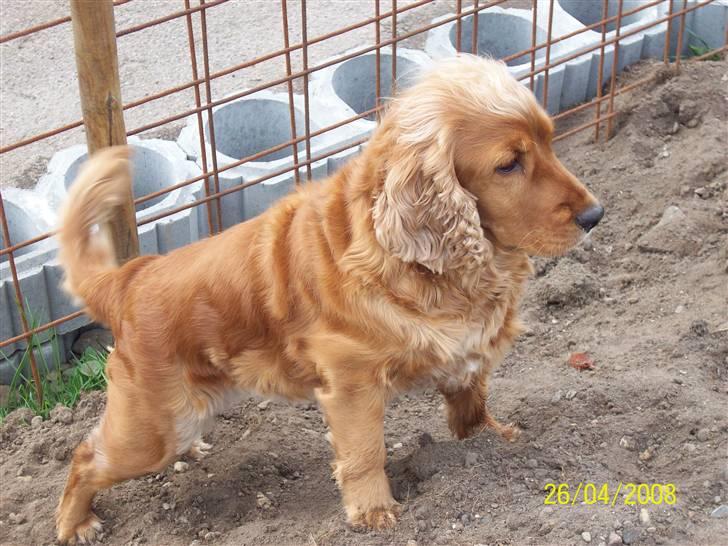 Cocker spaniel Sisse . Himmelhund  billede 1