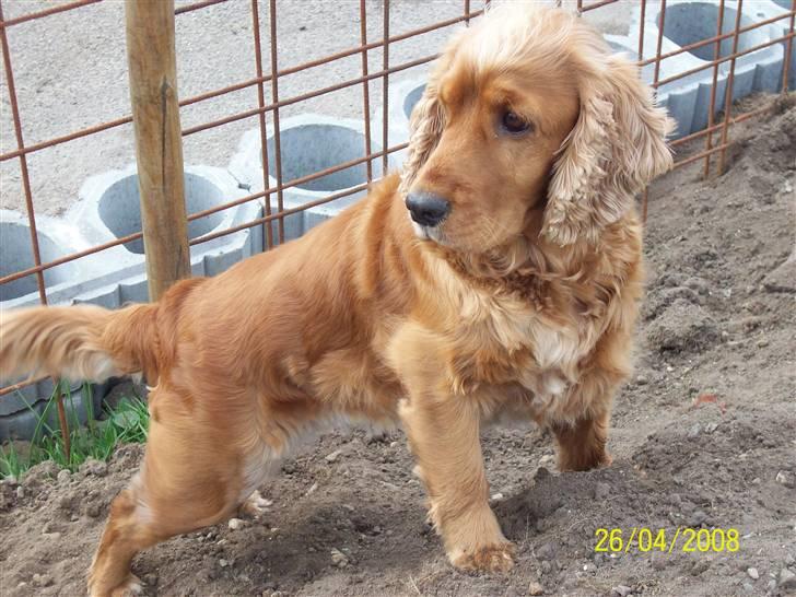 Cocker spaniel Sisse . Himmelhund  billede 2