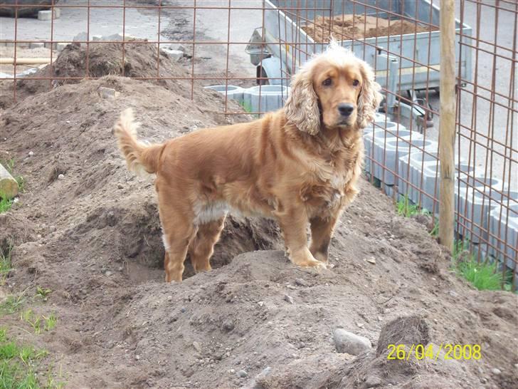 Cocker spaniel Sisse . Himmelhund  billede 3