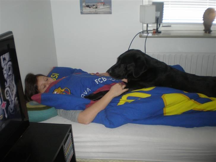 Labrador retriever Monty af Keis - .. Ligger og tænker:´´hvornår står min storesøster op? :o)´´ billede 7