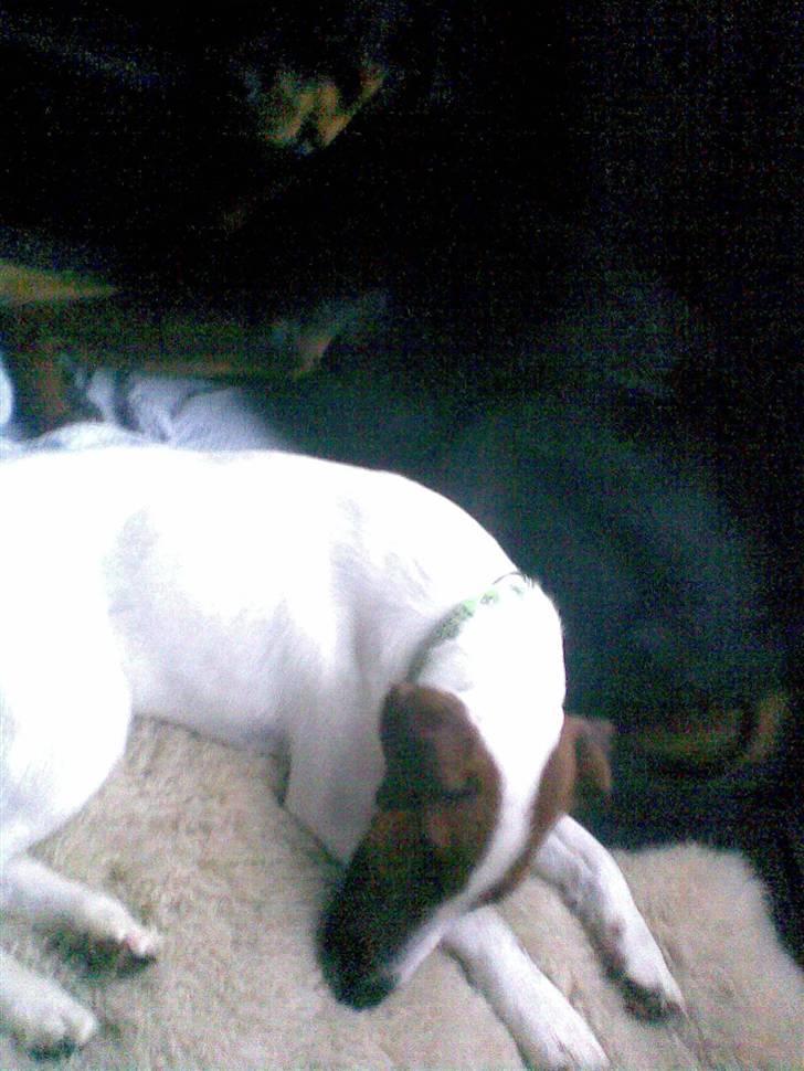 Glathåret foxterrier Rocky billede 1